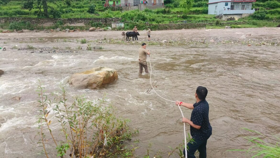 नदी के उफान के बीच में गोवंश की जान बचाई