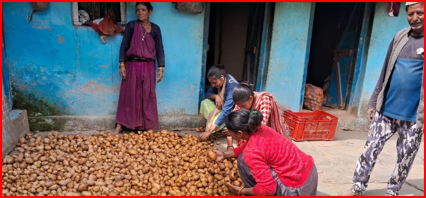 प्रमाणिक आलू बीज उपलब्ध कराने वाला गांव बना जल्लू